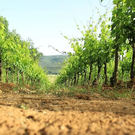 Il Colombaio Winery & Farm stay *